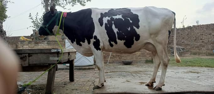 6 month dr ki pass 17 kg dod