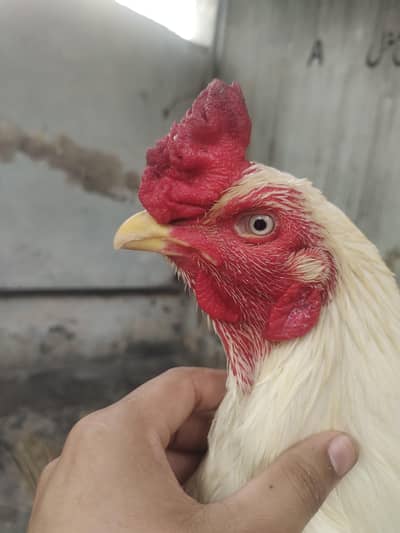 Pure Heera murgha