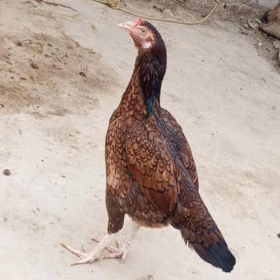 pure aseel ghr ki breed 2 female hy 1 eggs dy rhi hy 2nd b start krny