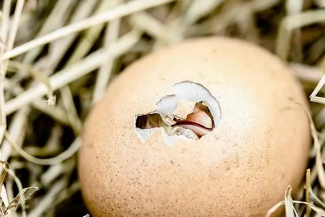 Fertile Eggs @ Plymouth Rock & BARRED // RIR