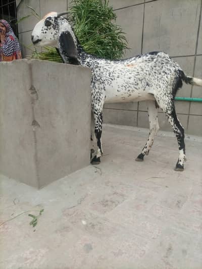 Bakri