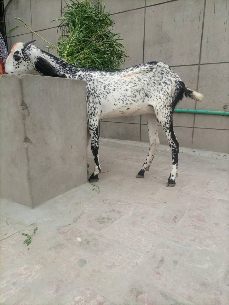 Bakri 1