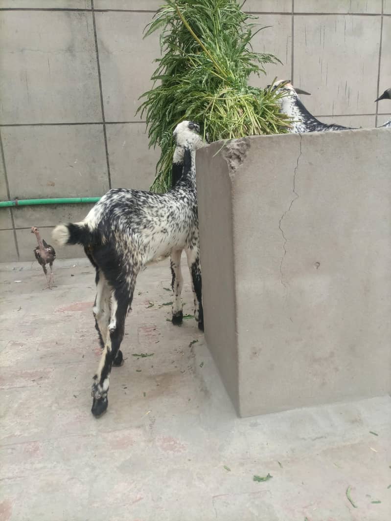 Bakri 2