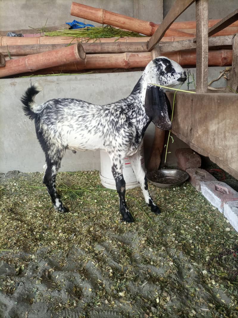 Bakri 3