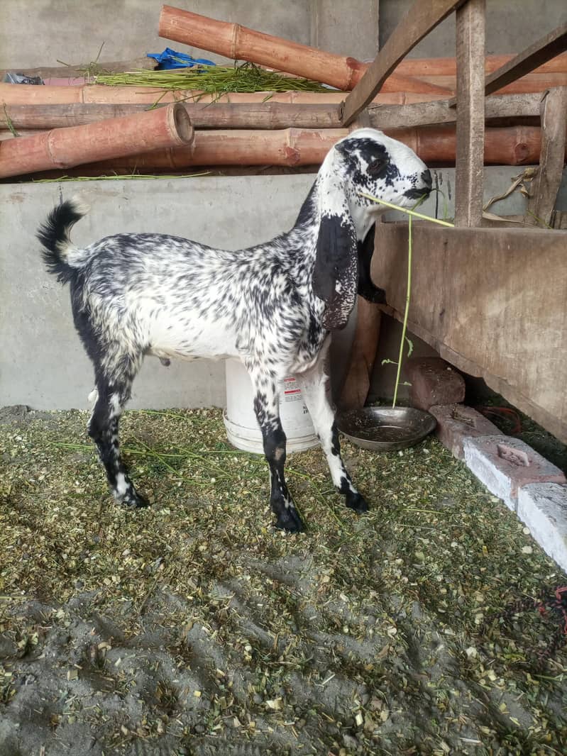Bakri 4