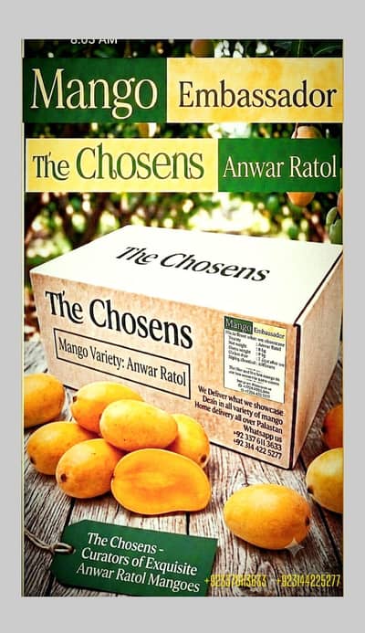 premium quality mango 