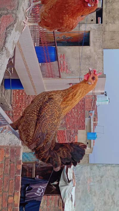golden misri hens urgent sale