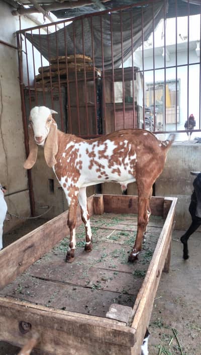 Makki cheena Bakra
