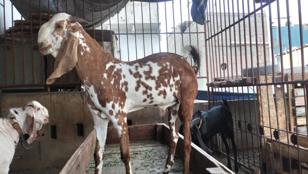 Makki Cheena | Desi Cross Bakra Available | Goats | bakea | desi bakra — photo 2