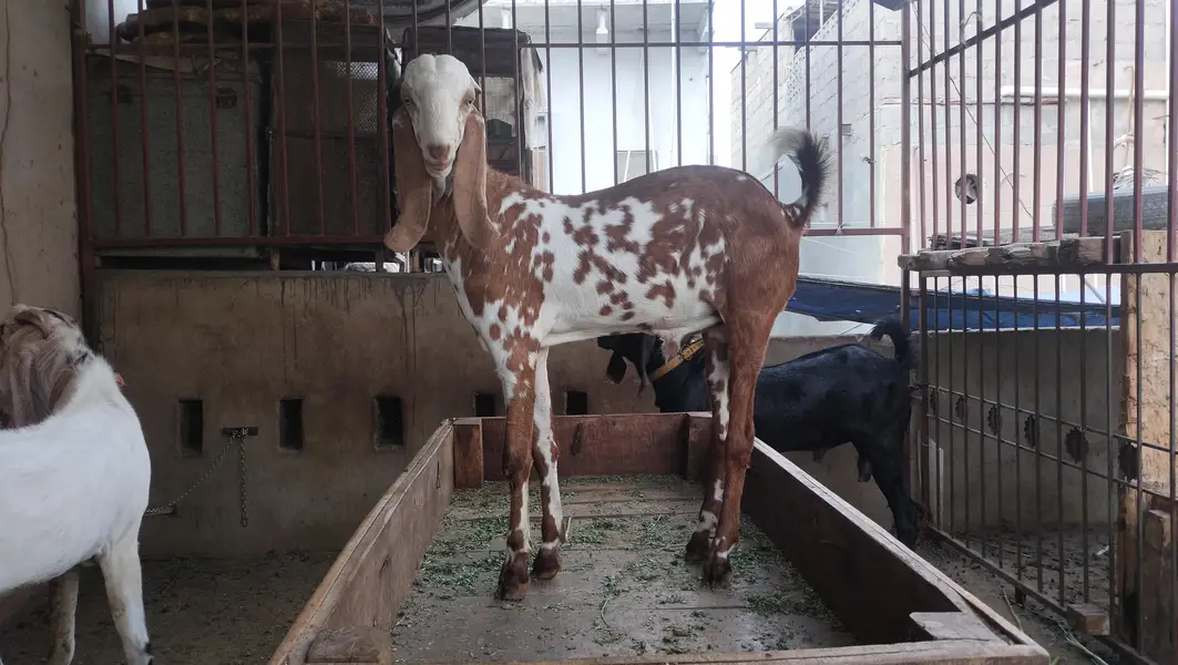Makki Cheena | Desi Cross Bakra Available | Goats | bakea | desi bakra — photo 3