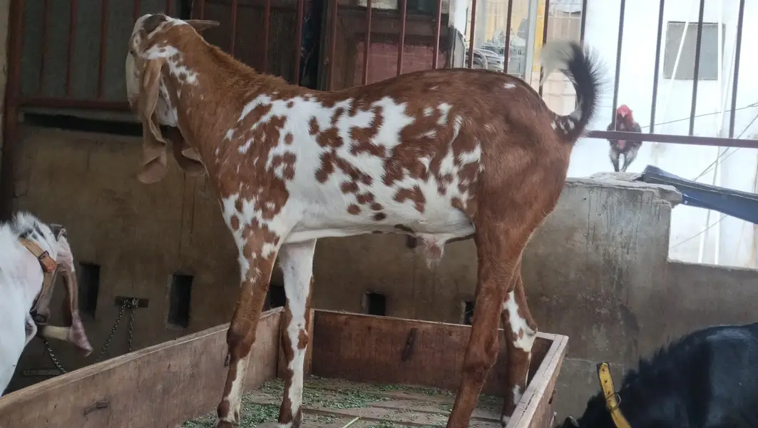 Makki Cheena | Desi Cross Bakra Available | Goats | bakea | desi bakra — photo 4