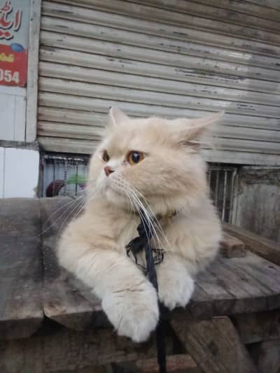 Nice cat
