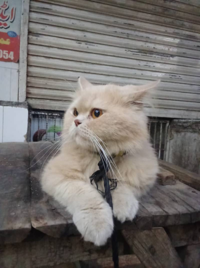 Nice cat 0