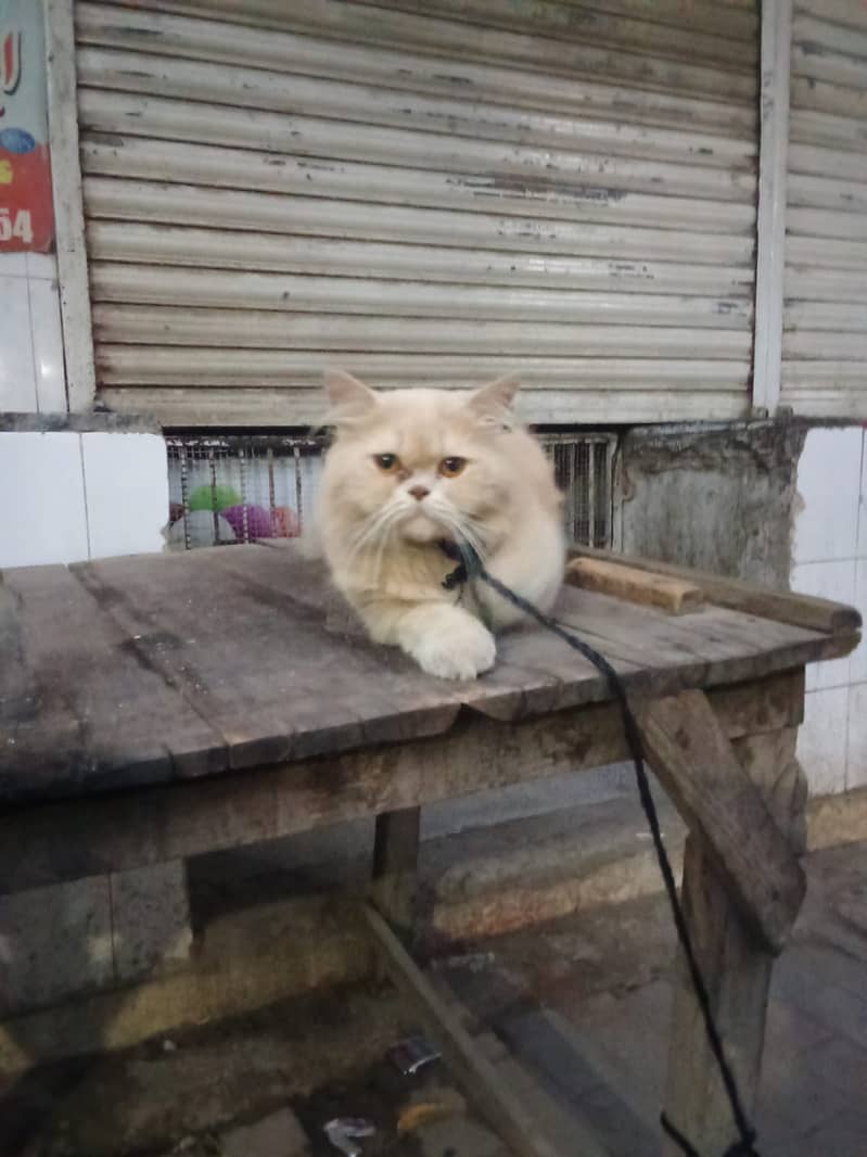Nice cat 1