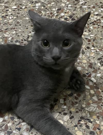 British Shorthair Male