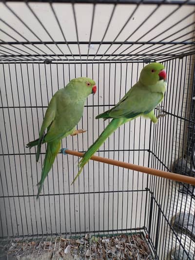 RINGNECK FOR SALE