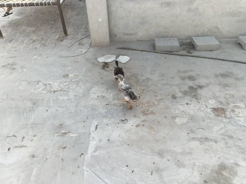 duck pair 7