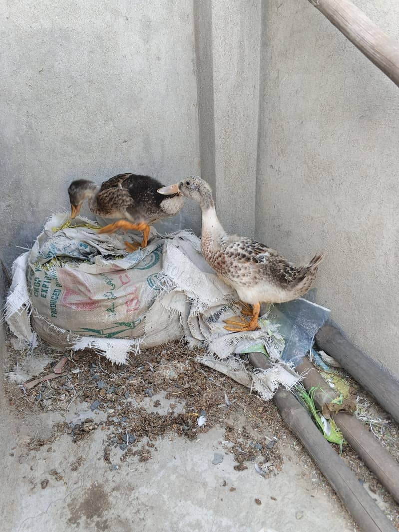 duck pair 10