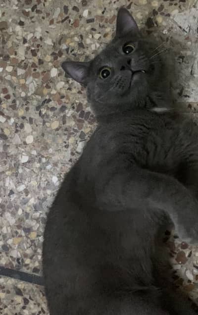 British Shorthair