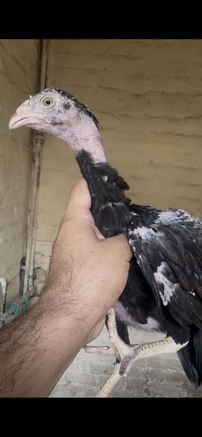 Aseel chicks for sale