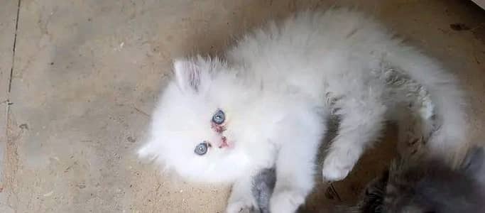 persian Female kitten looking for a new home