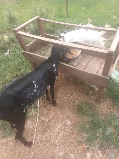Bakri, Bakra 2026 Qurbani