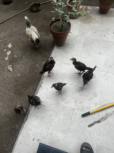3 months old aserl chicks for sale