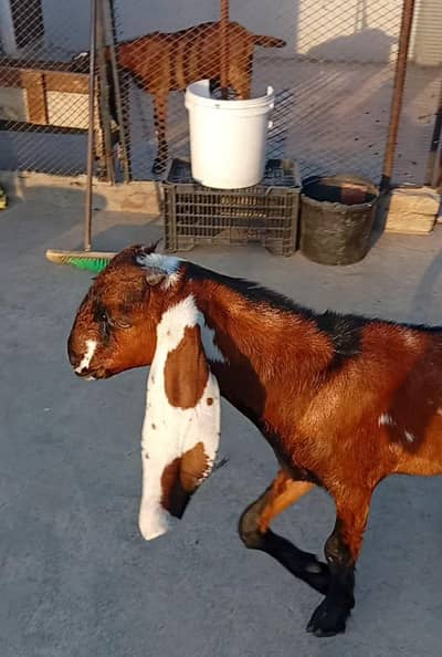 Nagra Daba male goat kid/Bakra