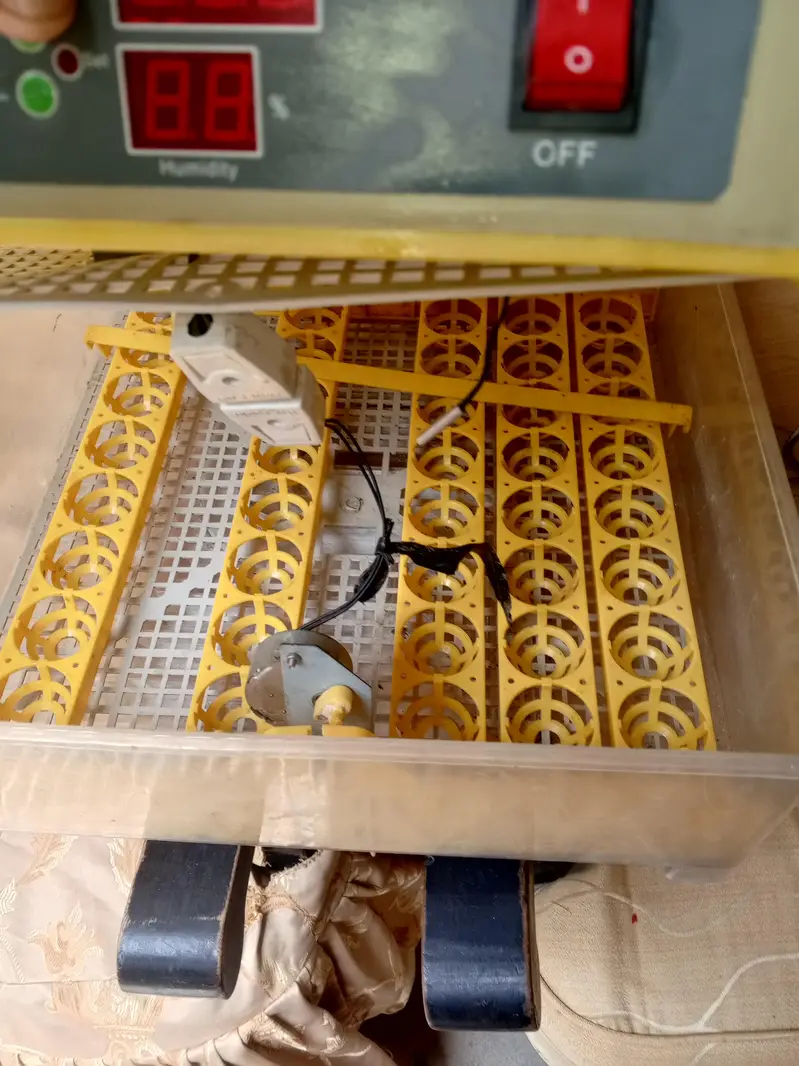 Imported Incubator — photo 5