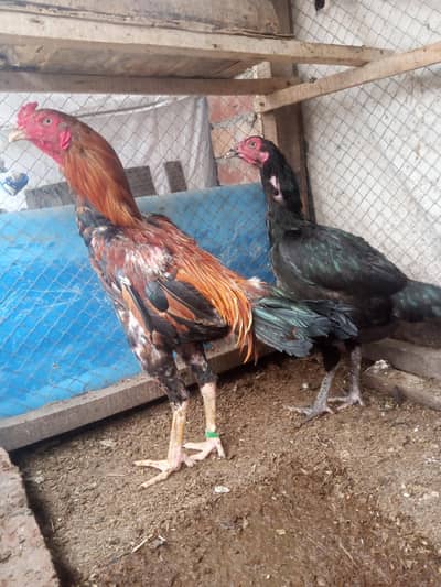aseel pair