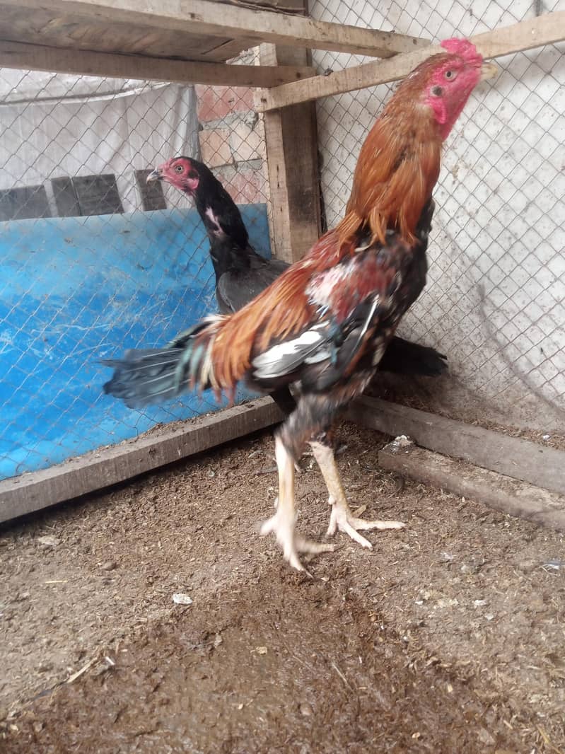 aseel pair 1