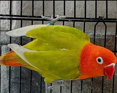 love birds for sale