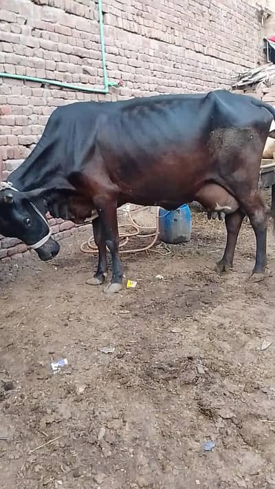taza soi Gai for sale full active and healthy 16 kg milk