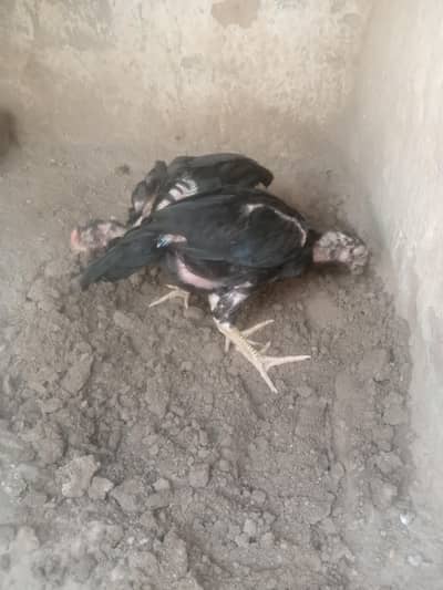 lasani aseel black pathay