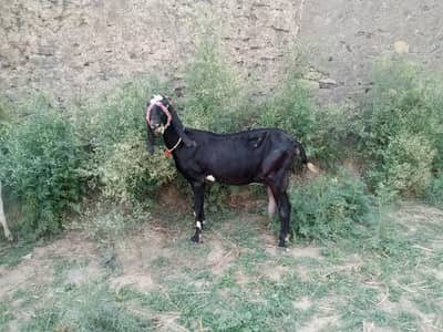 for sell