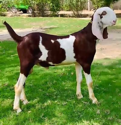 Gulabi Bakra For Sale / Qurbani & Breeding