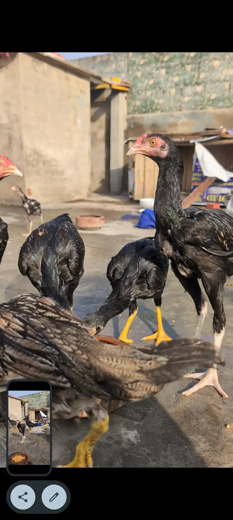 amroha cros aseel female or bnd ghadhi pathy pathia 2000 pr piece — photo 4