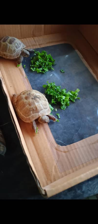 Russian Turtle pair
