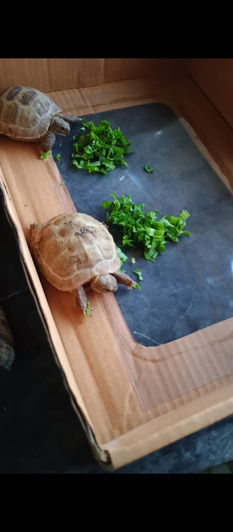 Russian Turtle pair 0