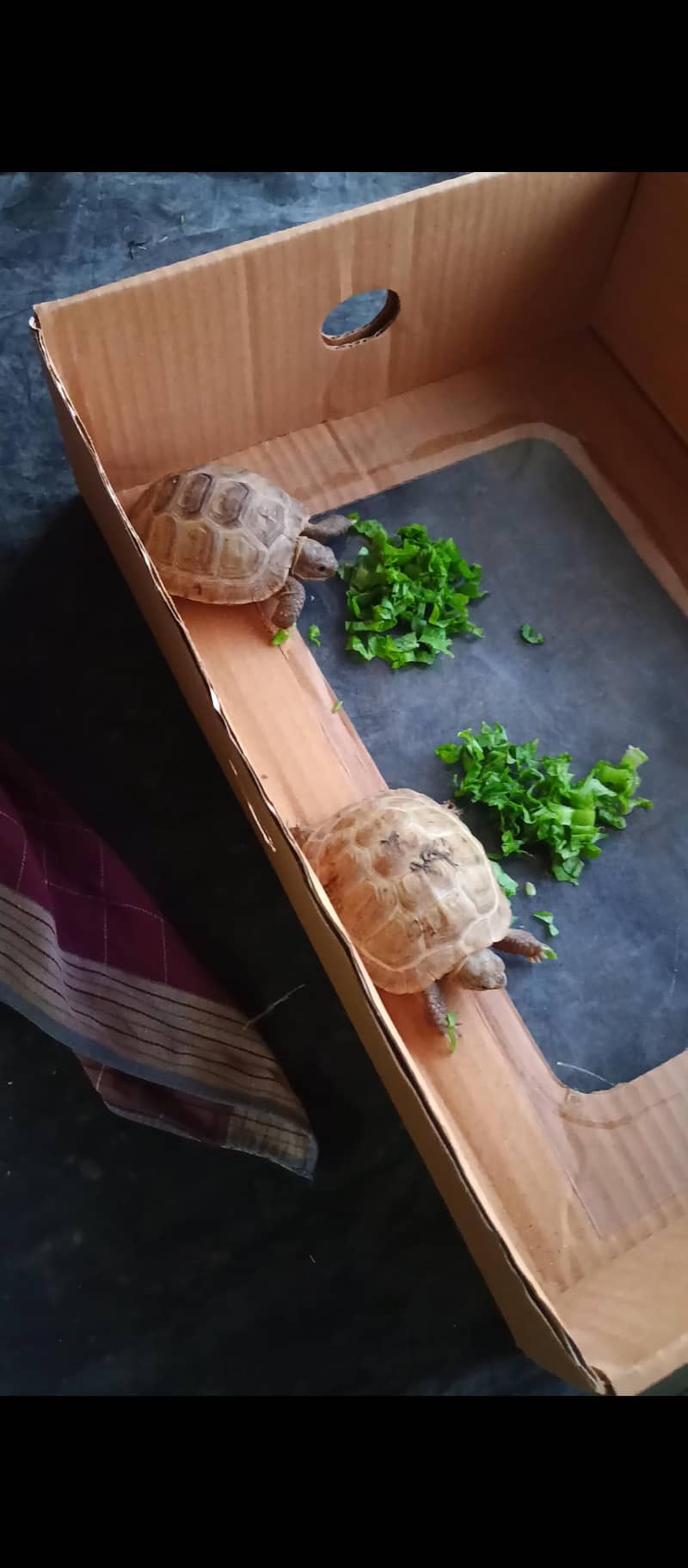 Russian Turtle pair 1