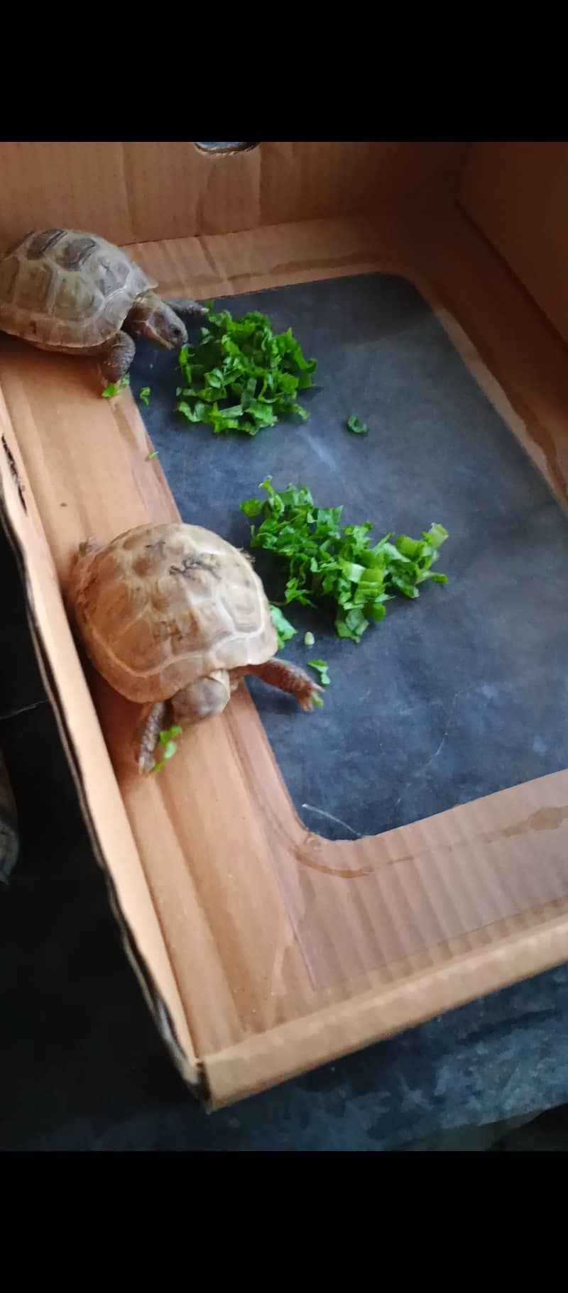 Russian Turtle pair 2