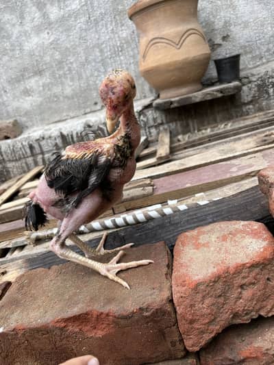 Aseel thai chicks male available