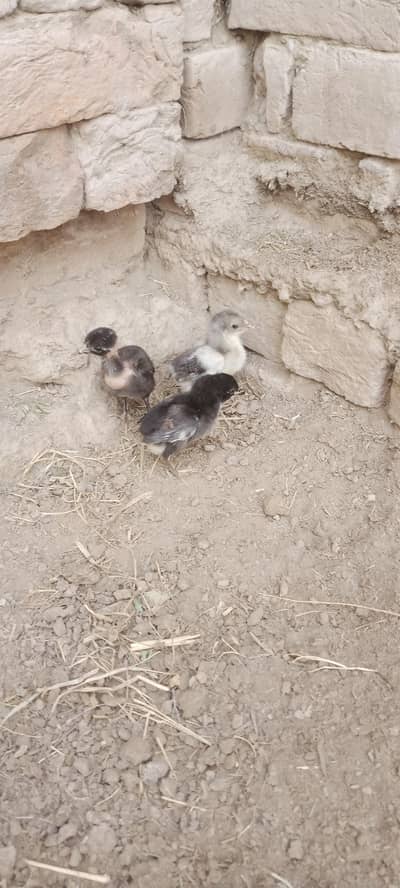 Aseel Chicks For Sale