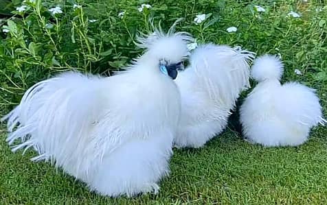 White Silkie Trio / Fancy Hens For sale