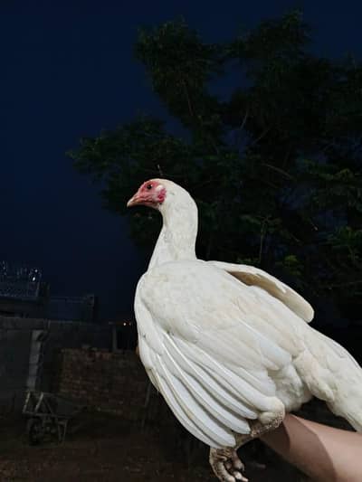 hera aseel hean for sale