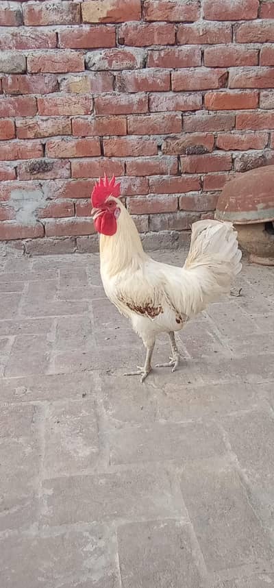 golden misri