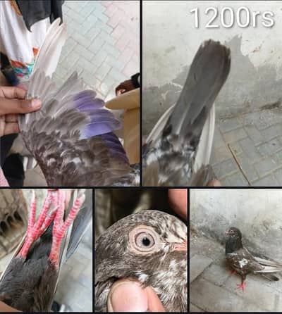 High Quality Pigeon For Sale