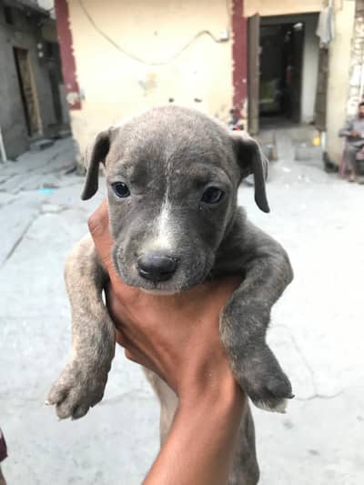 Pitbull kids for sale