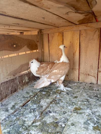 shirazi karblai breed se