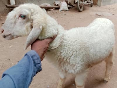 sheep  for sell